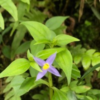 Exacum axillare Thwaites